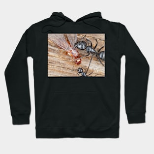 Carpenter ants fighting a dampwood termite Hoodie